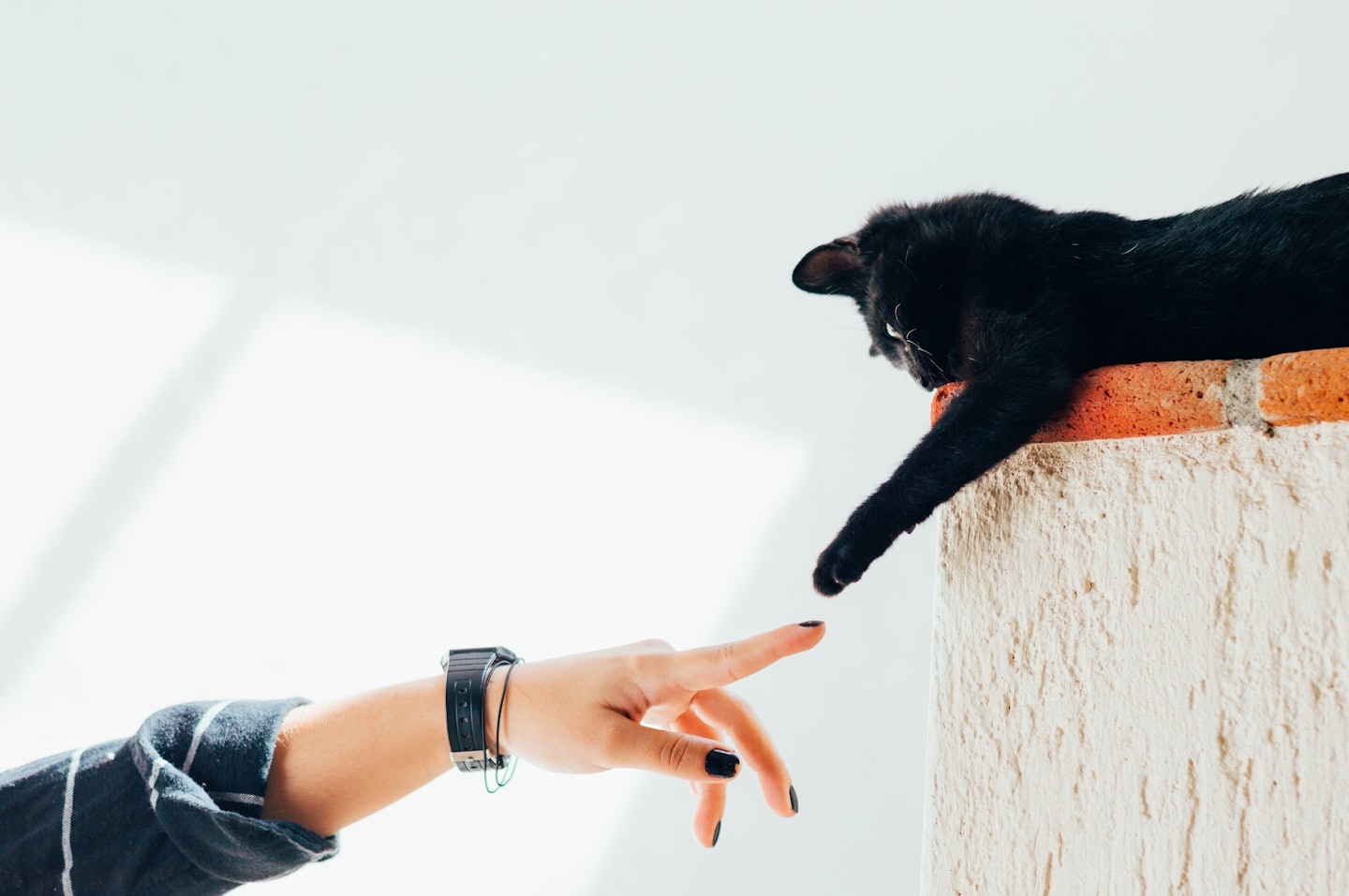 Cómo saber si tu gato confía en ti: las señales que realmente importan