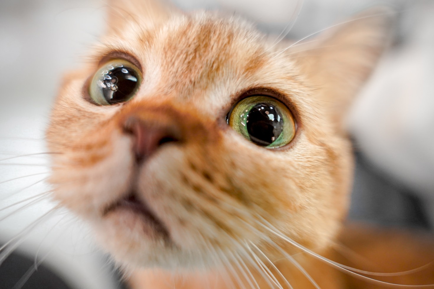 Por que los gatos rascan muebles y como canalizarlo