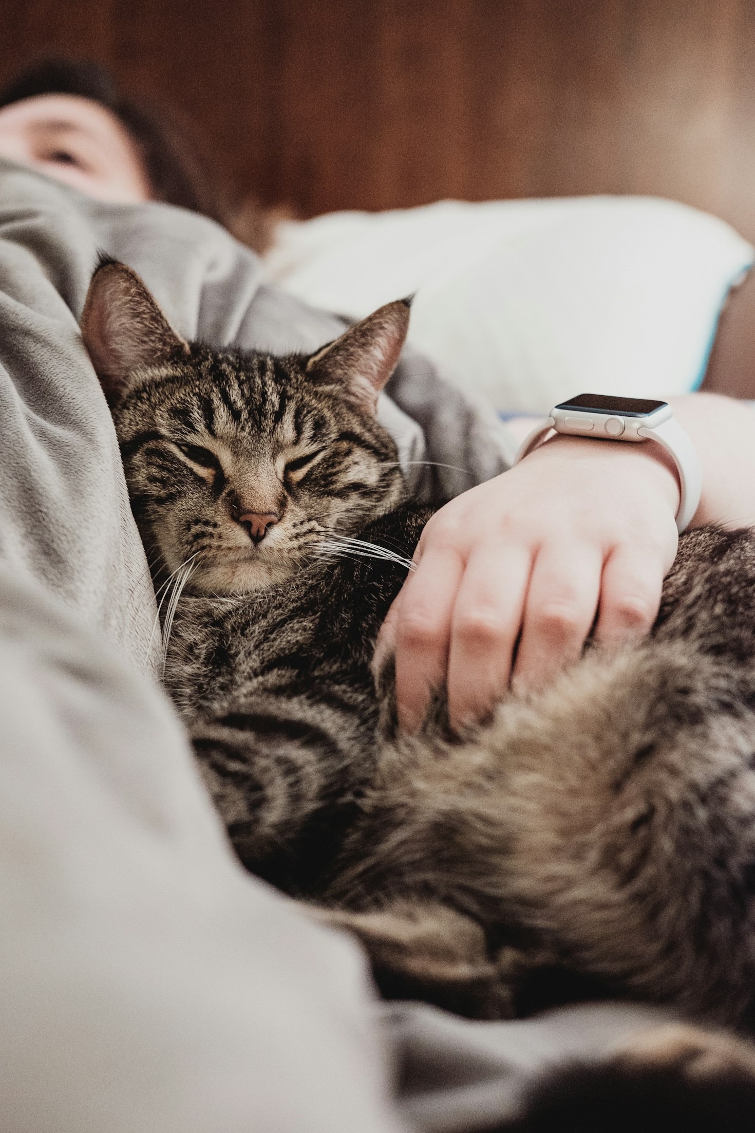 Por qué tu gato te despierta por la noche: lo que realmente intenta decirte