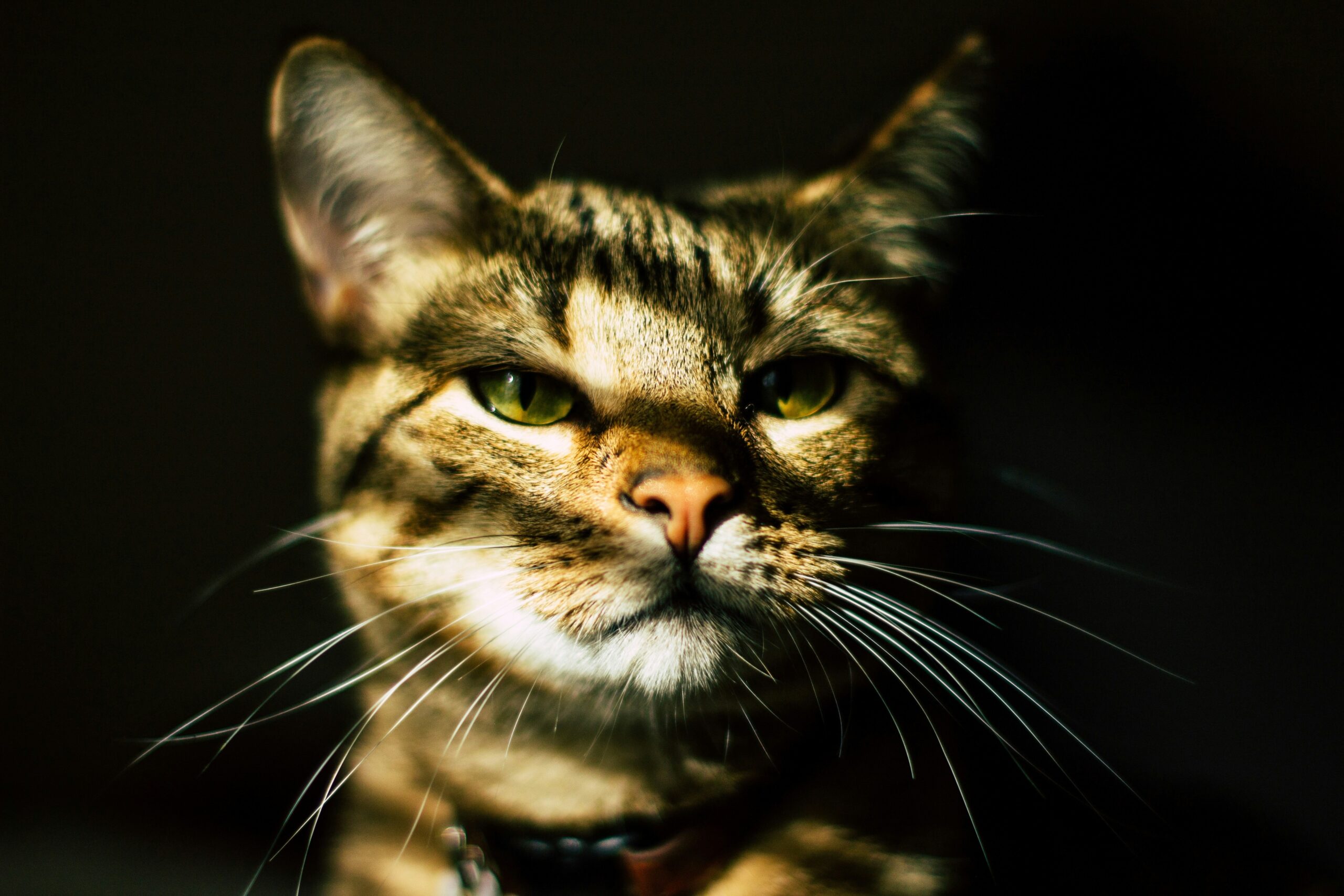 Qué significa cuando tu gato parpadea lentamente: el gesto que muchos llaman “el beso felino”